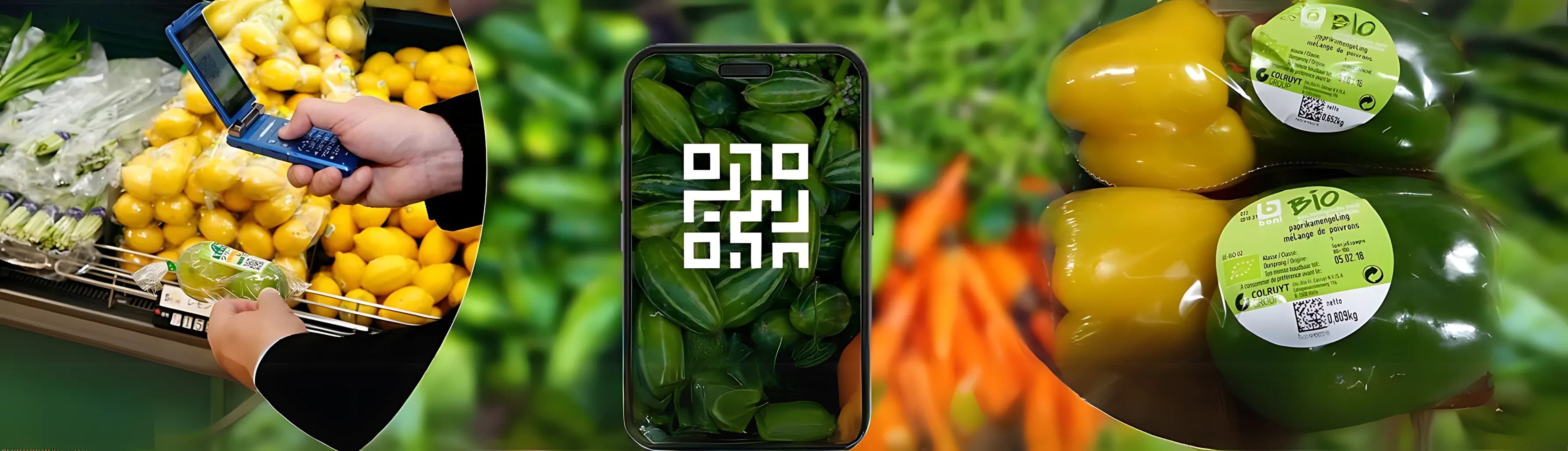 Search Icon